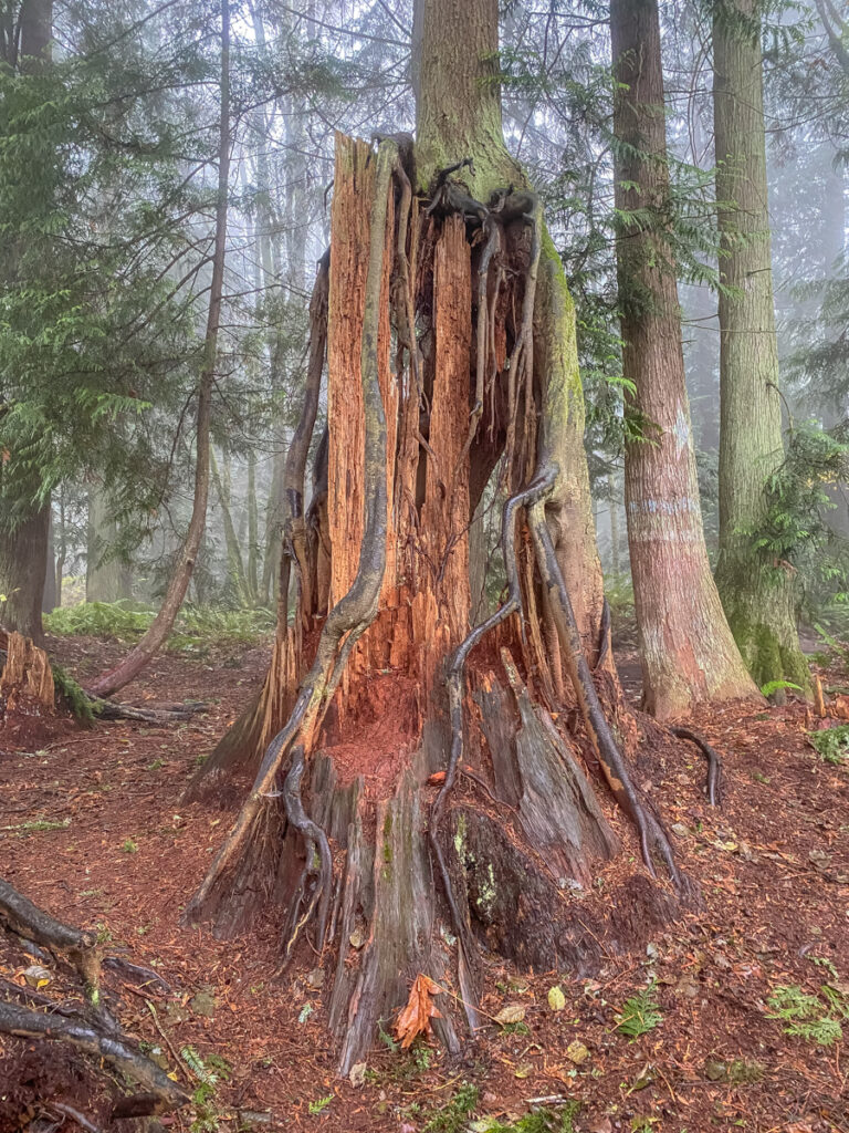 A cool nurse tree at Japanese Gulch. I go outdoors to provide balm for my soul, explore new places, and appreciate all that surrounds me in the beautiful Pacific Northwest.