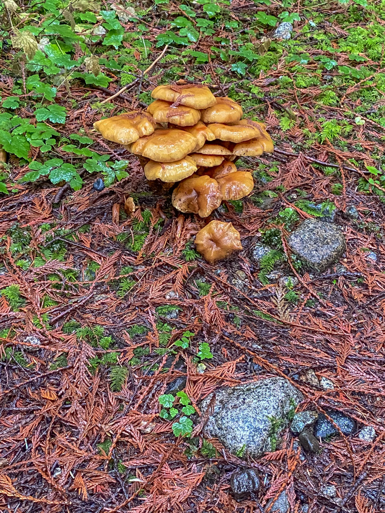 Even spotting unusual mushroom shapes can provide a moment of joy.