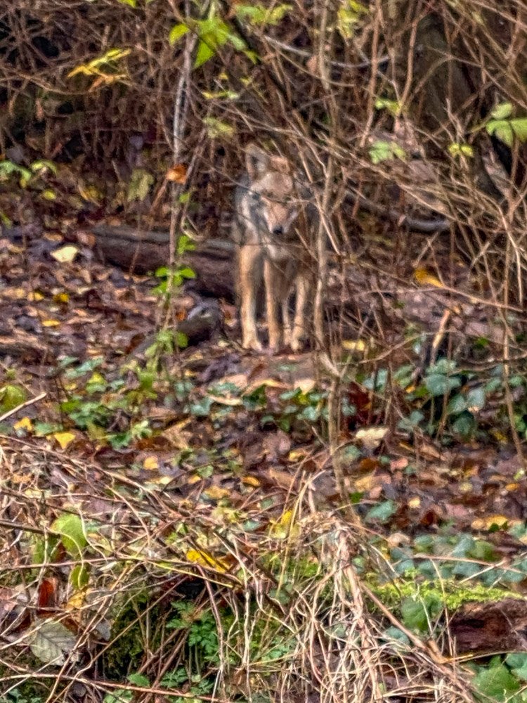 A dead-end path at Twin Ponds resulted in an encounter with a coyote that I was lucky to get on camera. I embrace detours like that!