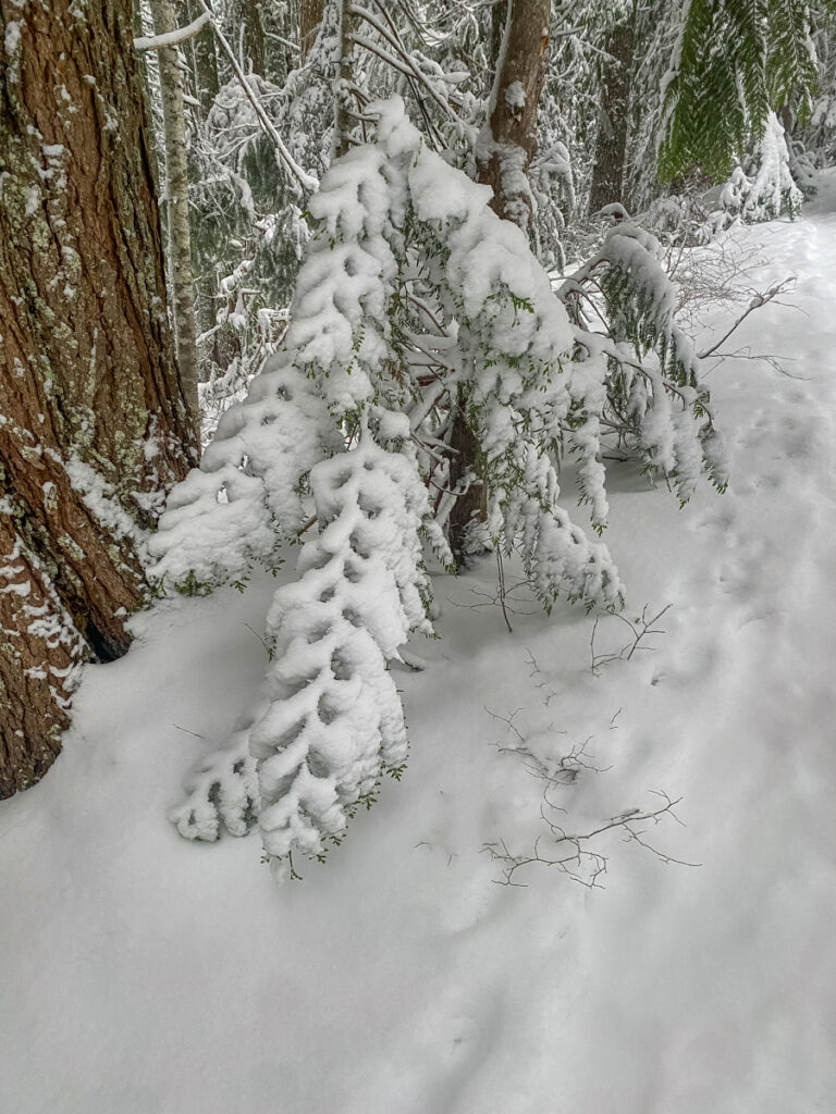 The delicate beauty of snow-laden branches on the Olallie-Talapus trail thrilled me.