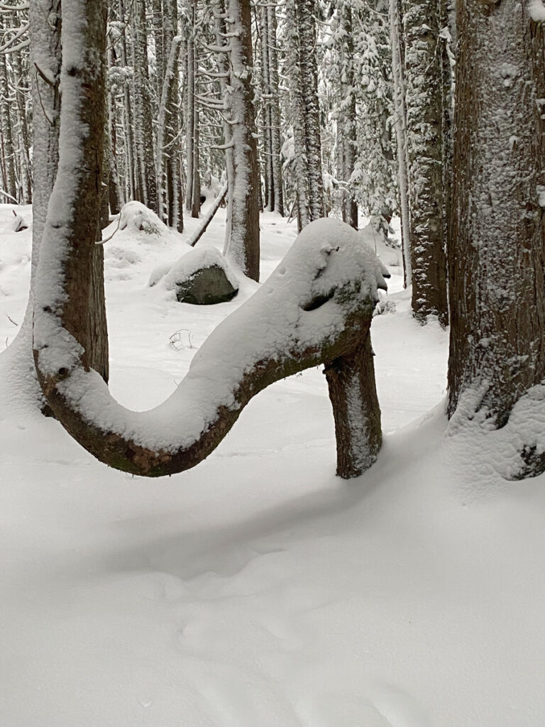 One of my favorite photo ops along the Talapus-Olallie Trail. I call this "elephant tree."