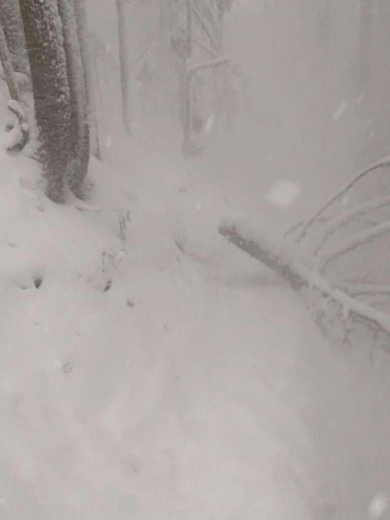 Unexpected moments: My attempt to capture the white-out experience of a "tree avalanche" with snow filling the air and covering prints in the snow.