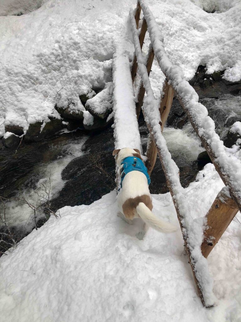 Ajax tackles the bridge between Talapus and Olallie Lakes. April 2024.