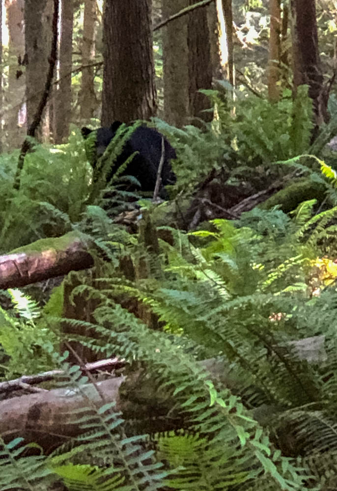 If I can survive a solo encounter with three bears on Tiger Mountain, surely I can support a small group of humans to enjoy hikes on trails I know well.