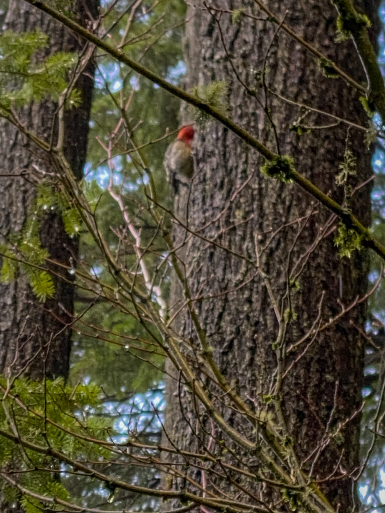 A brief glimpse of a red-breasted sapsucker near Debbie's View on Squak Mountain. In my effort to create new meaning, I always want to remember what energizes me. If I get drained by my efforts, I will change what I do.