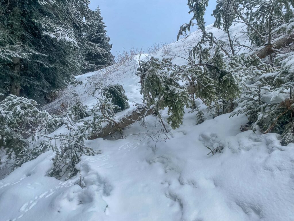 As three of us headed to the summit of Mt. Washington in a foot of snow (far less than most years in January), we encountered a downed tree on our path. Easy enough to clamber over. What obstacles lay in your way?