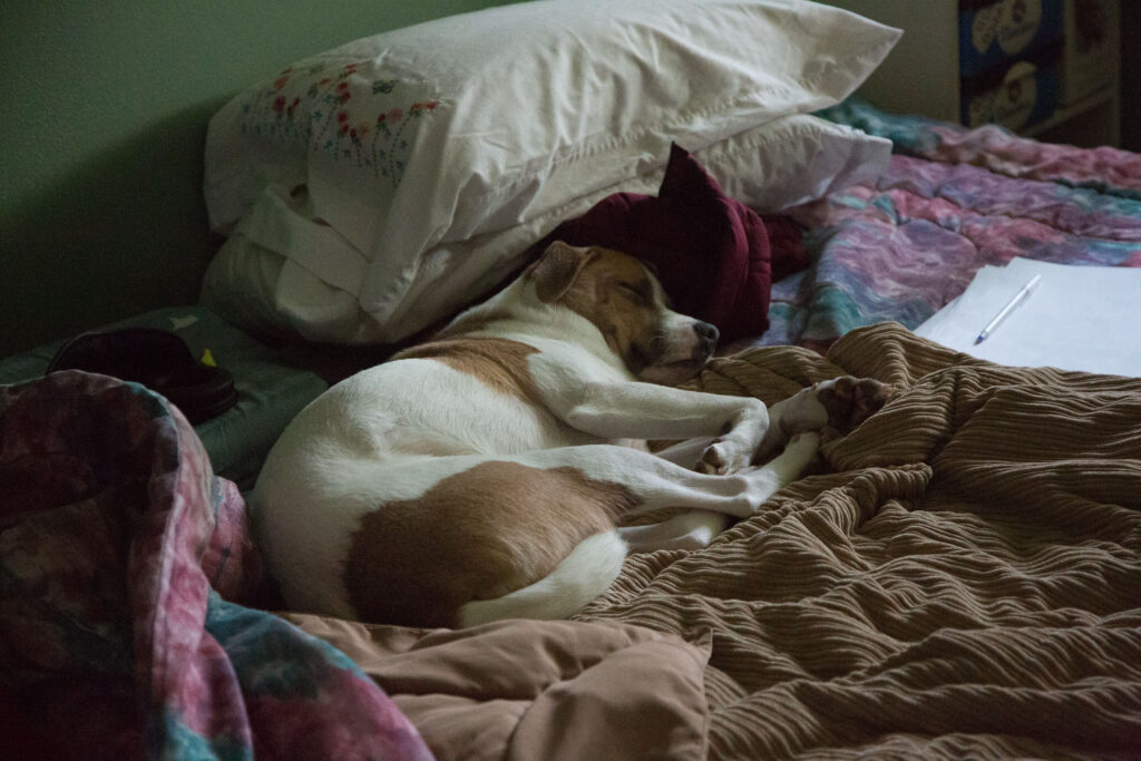 Snoozing puppy. His bedtime routine is to find a soft place, turn three times, and sleep!