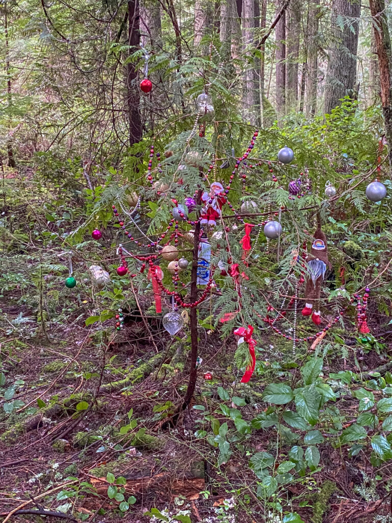 A tree decorated with holiday trimmings, in the area of boardwalks and skunk cabbage.