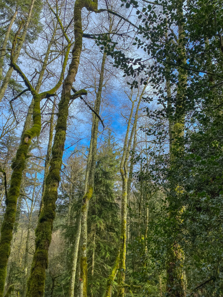 I took a moment to appreciate the sunshine, blue skies, and mossy trees on a wintry day in January.