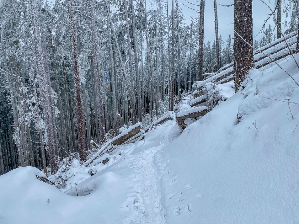 The High Point Trail below West Tiger 1 with a foot of snow. Most of it has melted but for two weeks it was glorious.