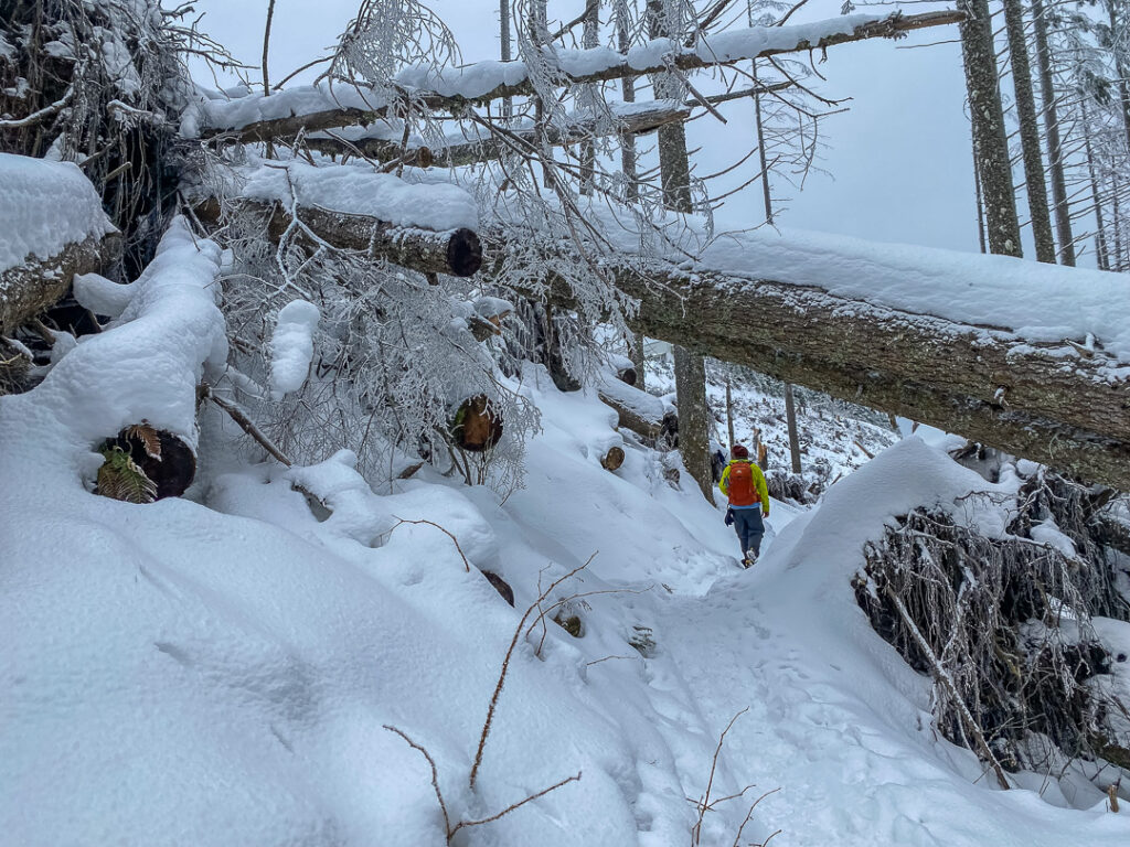 Snow at the summit of Tiger 1 on February 15, 2025. There are still massive numbers of downed trees from November's windstorms but the route is passable.