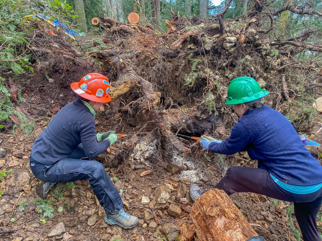 Working as part of a two-person team to detach the final root so we could remove this root ball and roll it downhill.