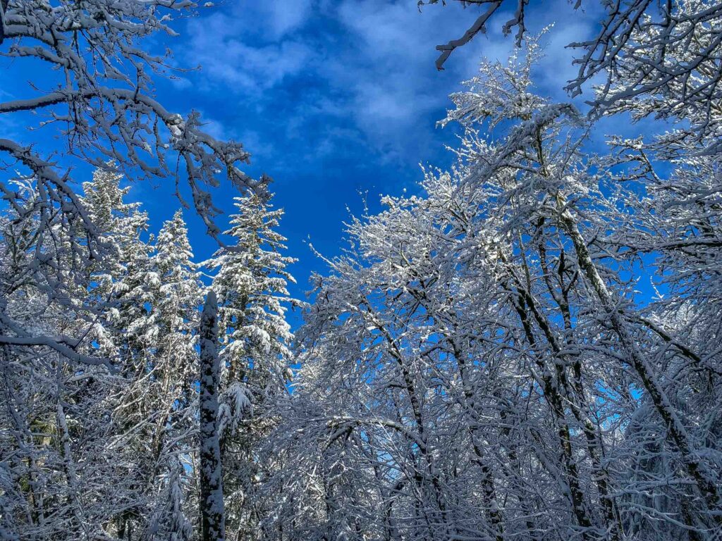 Our final obstacle of the day was a shattered tree (lower left) that sounded like a gunshot when it broke in two and tumbled to the ground. Amid such beauty, there is still danger, and knowing how to stay safe is an important skill for leaders.