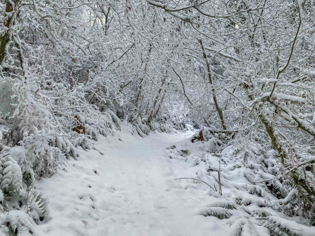 The snowy beauty of a trail that hasn't been traveled that day.