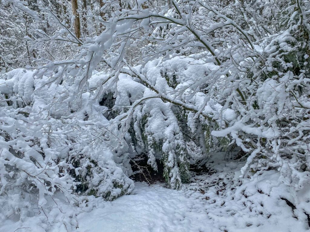 Crawling under this downed tree after whacking away snow proved the best way past.